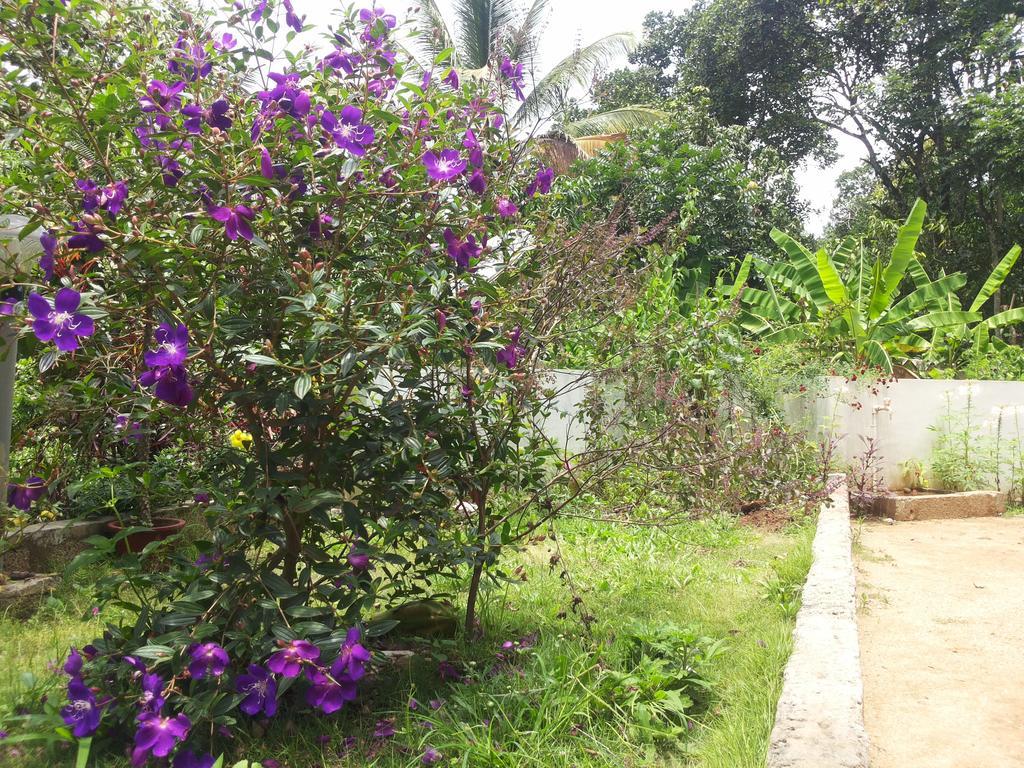 Athens Cottage Munnar Exteriér fotografie