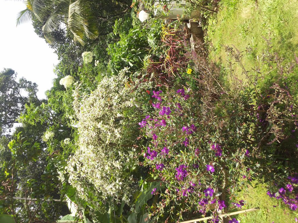 Athens Cottage Munnar Exteriér fotografie